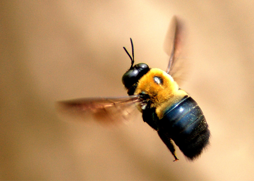 Carpenter Bee