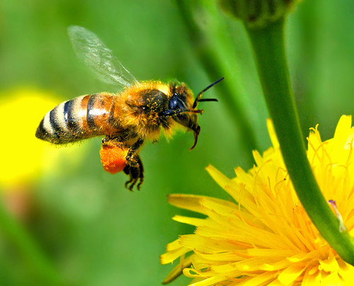Honey Bee photograph