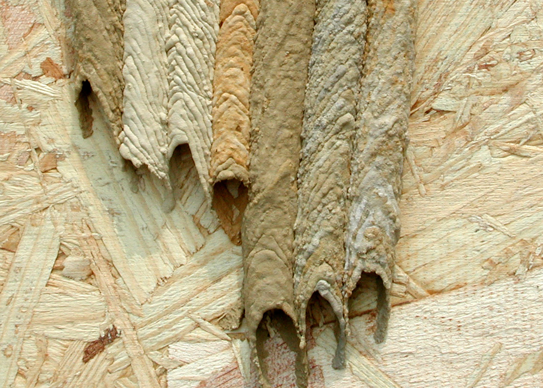 Organ-Pipe Wasp Nest