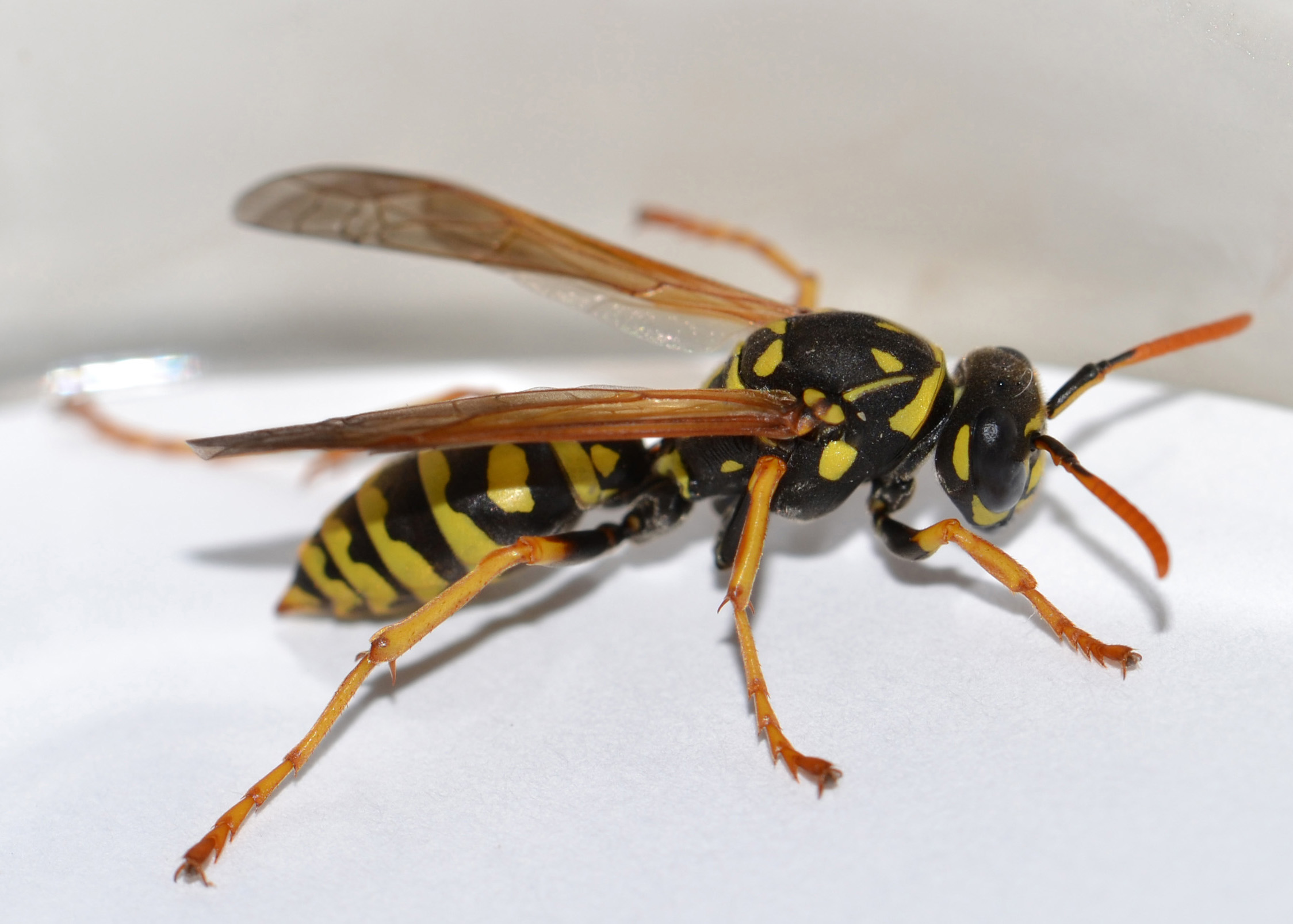 Paper Wasp