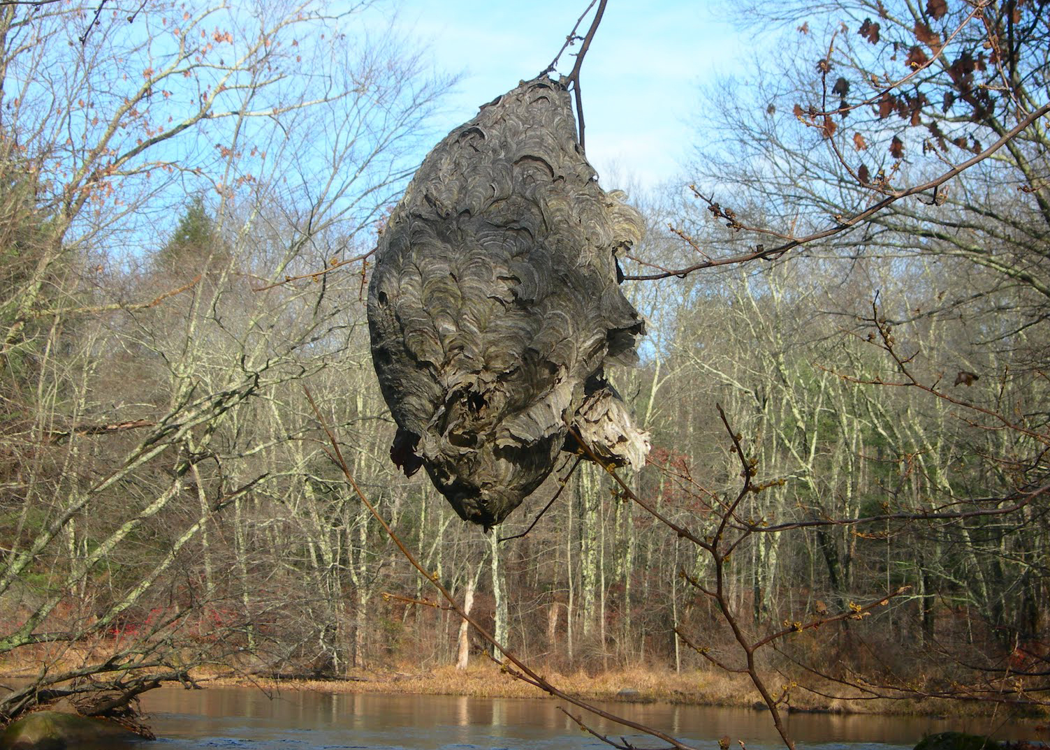 White-Faced Hornet Nest