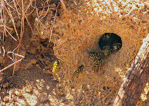 Yellow Jacket Nest