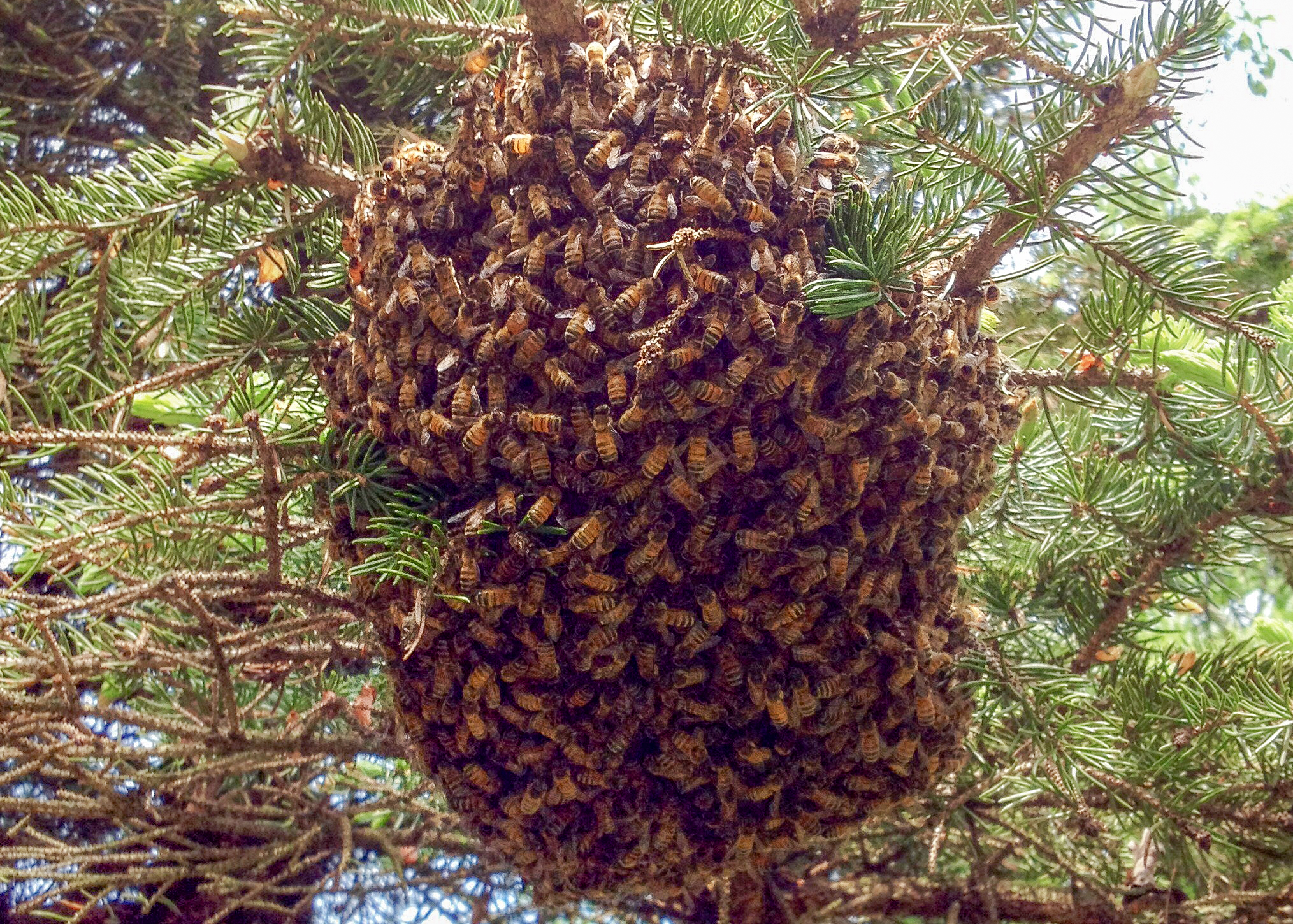 Honey Bee Swarm