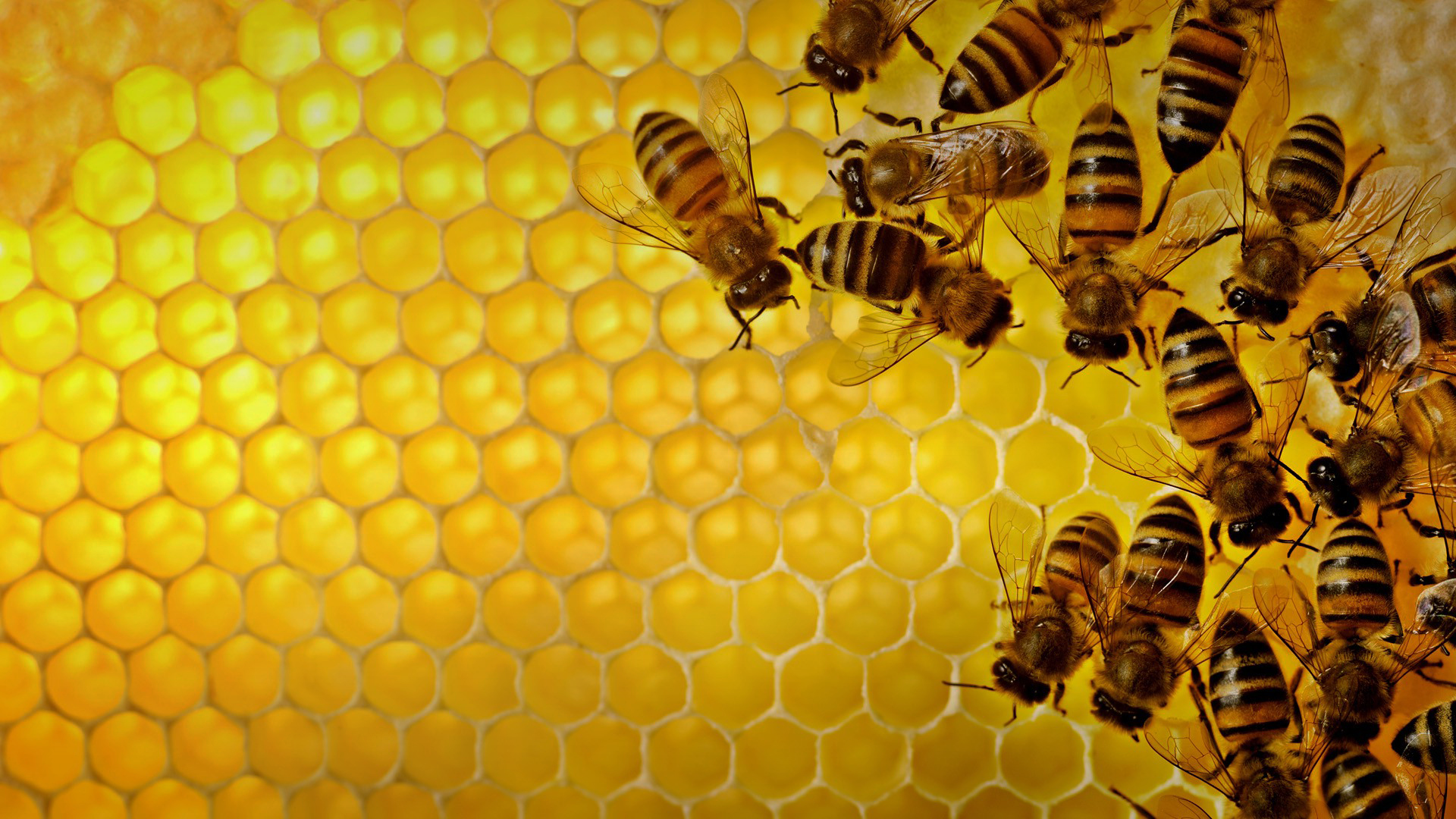 Honey Bees on comb