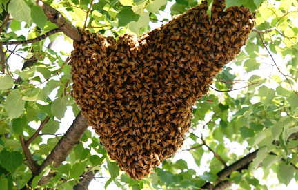 Swarm in tree