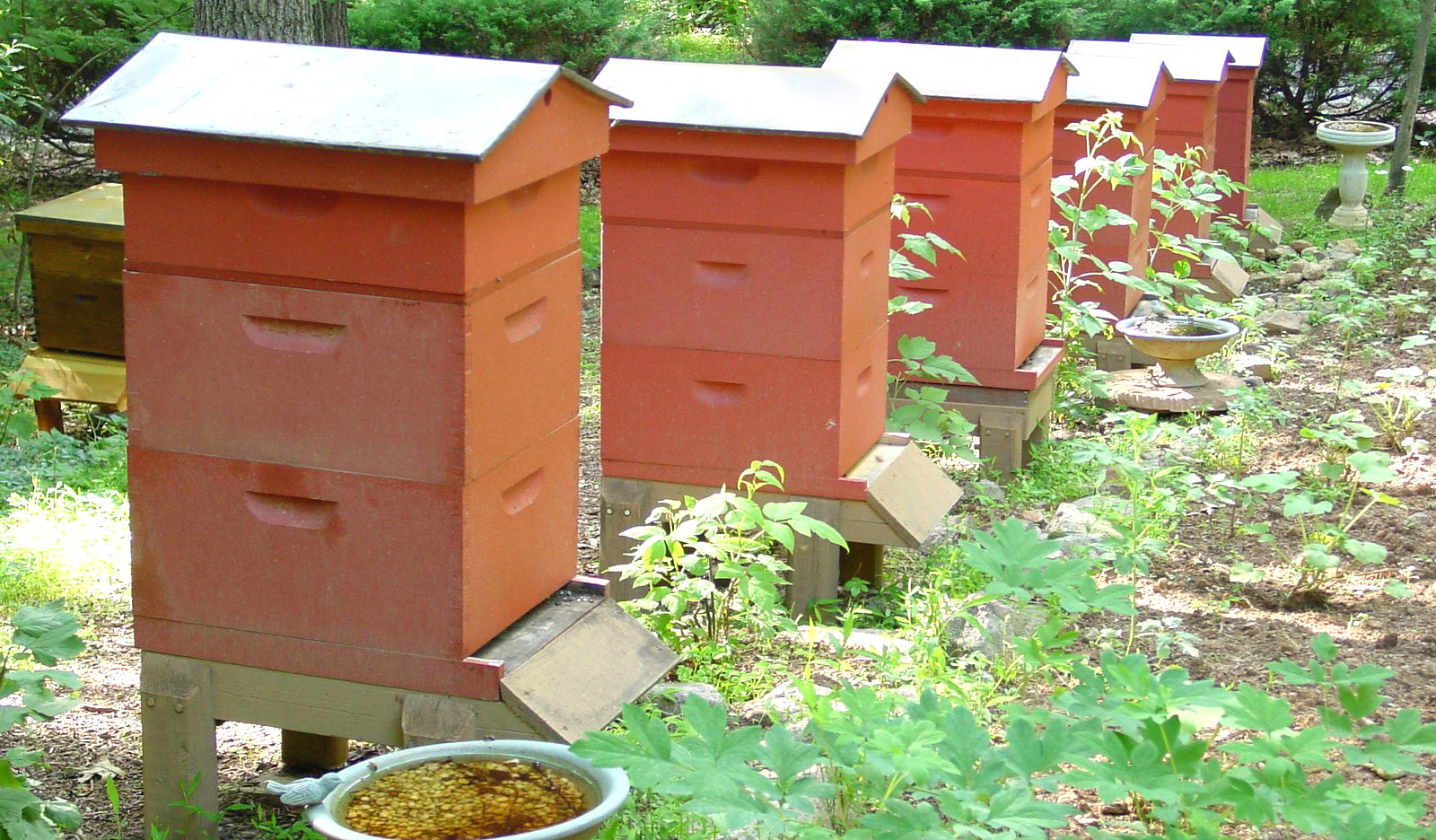 Honey Bee Hives